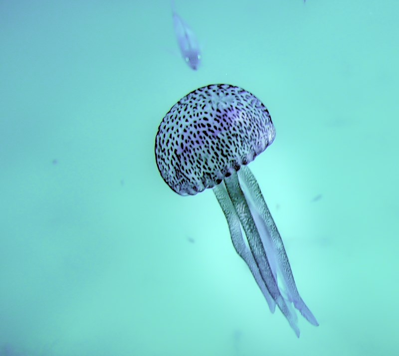 meduses